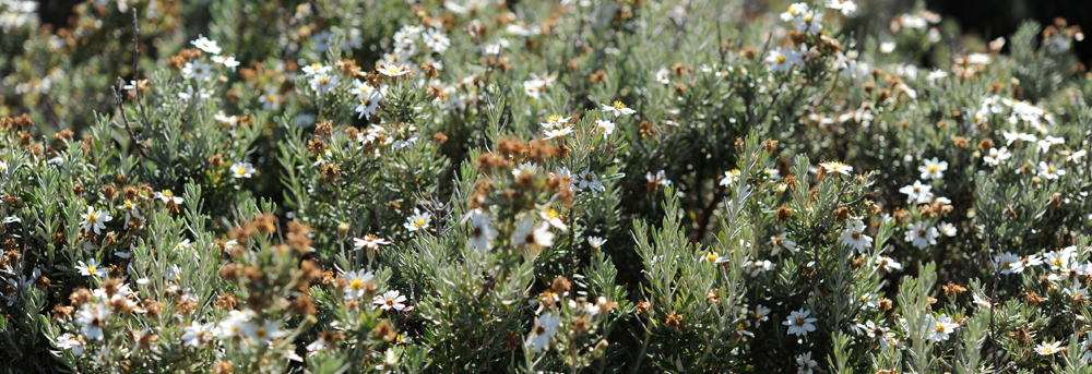 FACHINE Chiliotrichum diffusum 